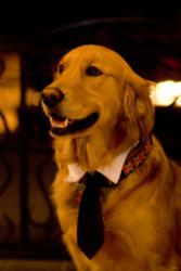 Pet-Friendly Hotel San Francisco